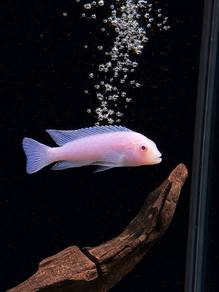 Snow White Cichlid