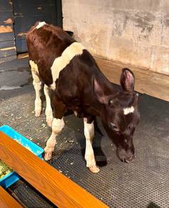 Lembu Untuk Dijual !!