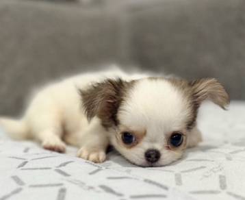 CHIHUAHUA PUPPIES 228 🌷Head Apple Cute Dog