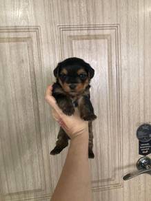 约克夏男
Yorkshire Terrier (2kg)
Male
MBB1
Dob : 开放预订