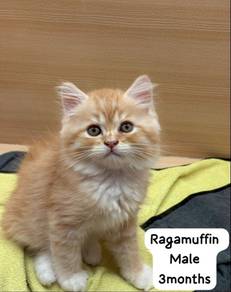 Ragamuffin Cat for Sale