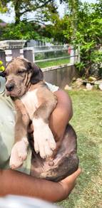 daniff/ great dane