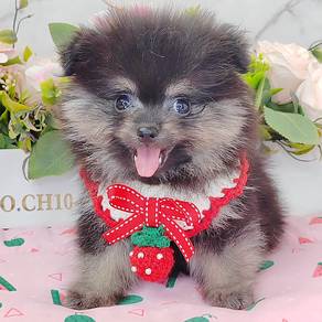 Pomeranian