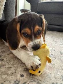 Tail-wagger Beagle small tricolor floppy ears shor