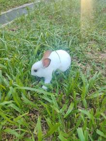 Arnab comel 1 month