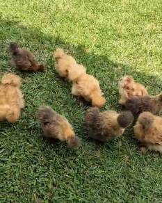 ayam silkie , silkie chicken