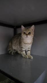 bsh golden tabby female