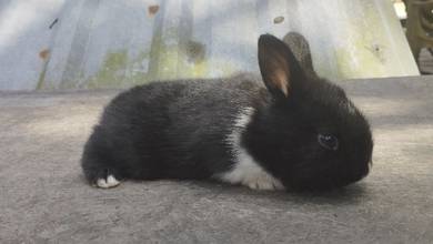 arnab rabbit 