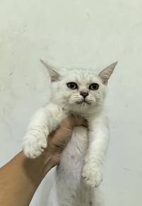 kitten BSH Silver Male 