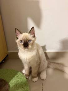 Ragdoll