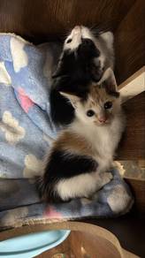 Little cat female free adopt