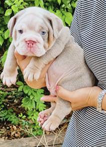 ENGLISH BULLDOG PUPPIES EB422🐻 BullDog Available