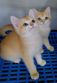 British BSH Golden NY12 Cat Kitten w/ CERT