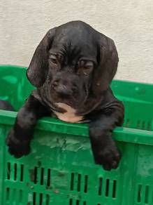 Fila Brasileiro puppy