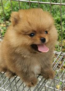 Hss3133 TINY Pomeranian puppies dogs