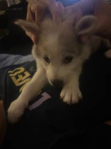 Golden retriever mix husky