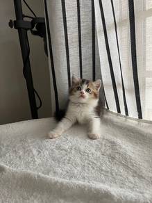 British Shorthair Kitten