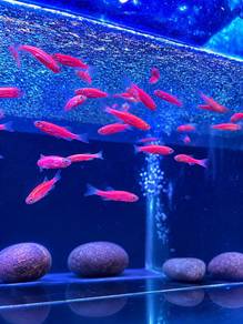 Red Danio