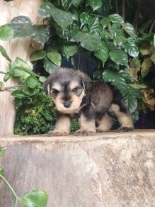 Pure Breed Mini Schnauzer (Male)