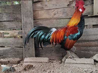 ayam hutan 