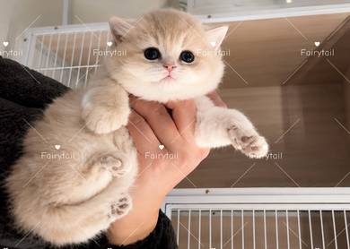 Britsh Shorthair BSH Golden Shaded