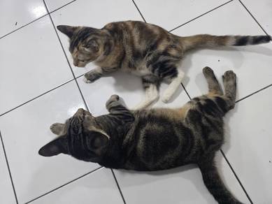 kucing free adoption 