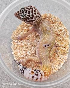 Leopard Gecko promosi 