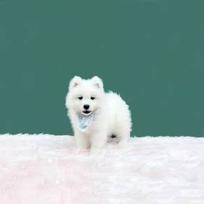 Dreamy Samoyed cuteness overload right here puppy