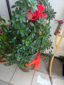 garden plants 