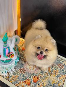 Pomeranian puppies 