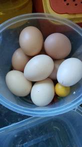 (MIX BAKA) Telur berbenih 4 biji