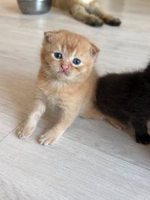 British ShortHair 6weeks Kitten Cute Cute