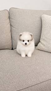 Pomeranian Parti Male Puppy 