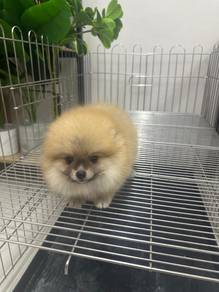 Pure Breed Mini Pomeranian (Female) 迷你博美宝宝等家