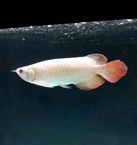 Arowana SR Local