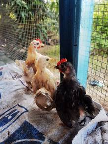 Ayam serama