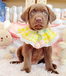 Labrador