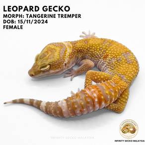 Leopard Gecko Malaysia Tangerine Tremper JB 新山豹纹守宫