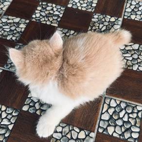 Anak Kucing Warna Krim ( Lemon )
