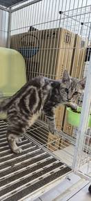 Bengal Mix Mainecoon 