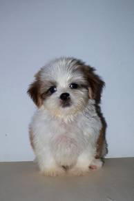 D14 Sweet Shih Tzu Dog