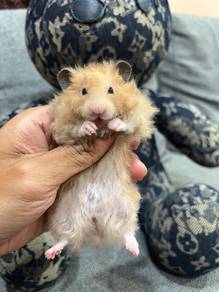 syirian poly hamster 
