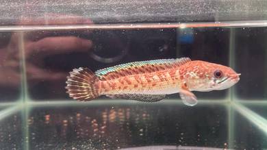 Ikan Channa Auranti Cobra fish 5 inch (Defect)