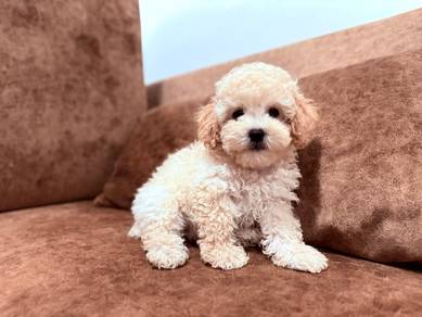 Maltipoo a