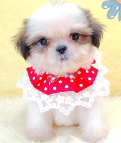 ShiH tZU
