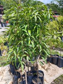 Anak Pokok Mangga Kelapa