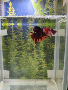 Multicolor Male 