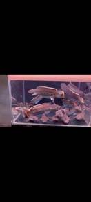 Channa Sterwati High Fin