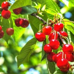 Benih Cherry Barbados