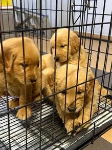 Golden retriever 